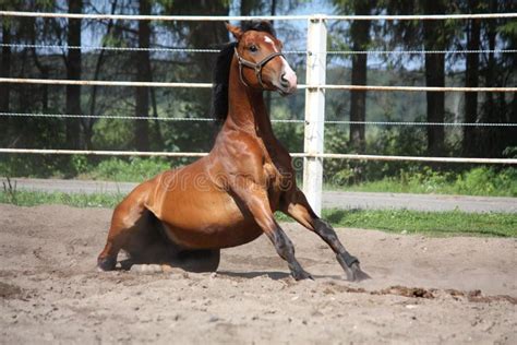 sborrate di cavallo|Si siede a terra accanto al cavallo, quello che accade subito dopo .